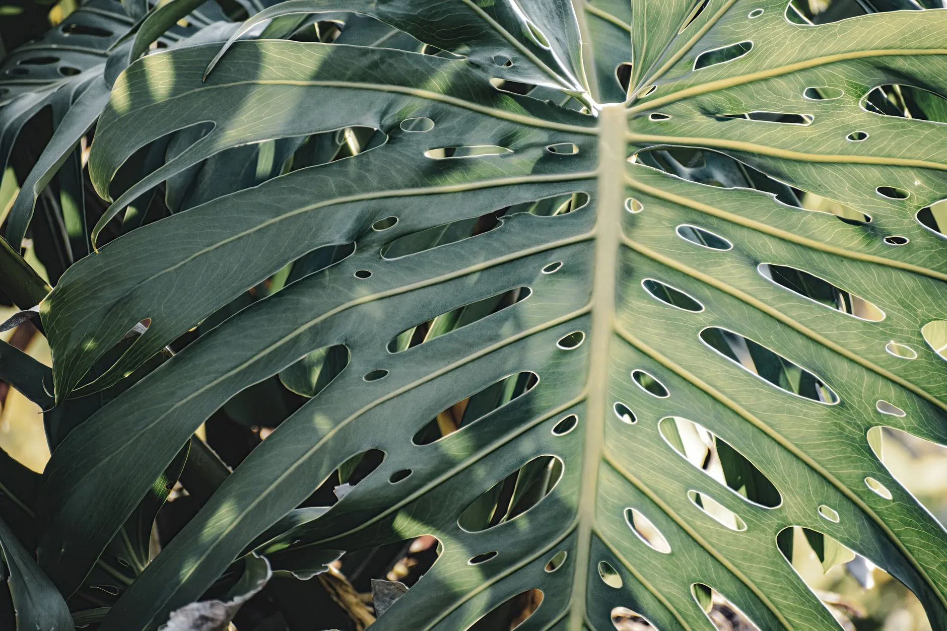Yakın çekimde delikli iri bir monstera yaprağı